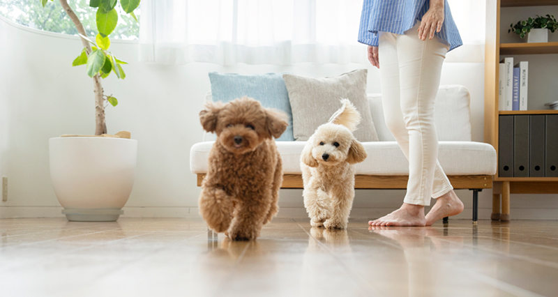 リビングを走る犬