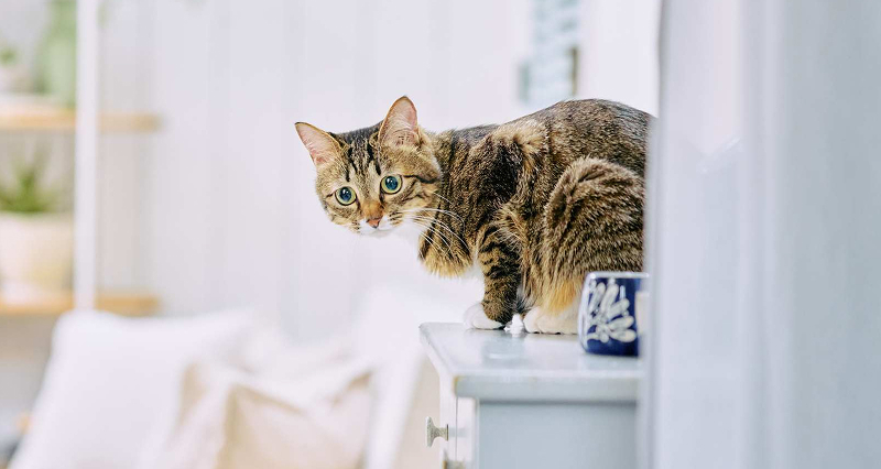 棚の上の猫