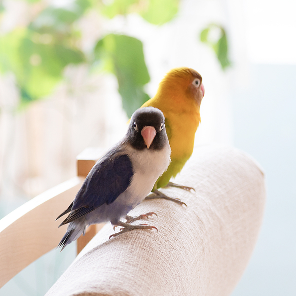 リビングのインコ