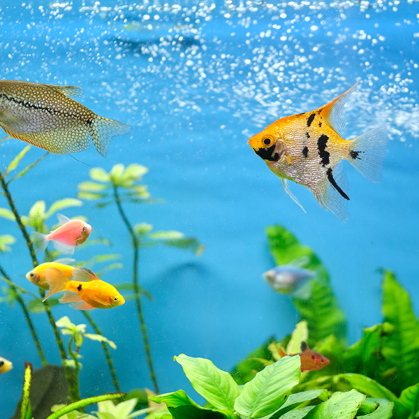 水槽の魚